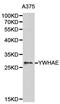 Tyrosine 3-Monooxygenase/Tryptophan 5-Monooxygenase Activation Protein Beta antibody, orb129765, Biorbyt, Western Blot image 