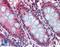 Beta-secretase 2 antibody, LS-B3747, Lifespan Biosciences, Immunohistochemistry frozen image 