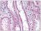 Apolipoprotein D antibody, AP08509PU-N, Origene, Immunohistochemistry paraffin image 