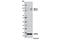 OS9 Endoplasmic Reticulum Lectin antibody, 12497S, Cell Signaling Technology, Western Blot image 