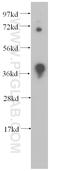 DNA Methyltransferase 3 Like antibody, 14939-1-AP, Proteintech Group, Western Blot image 