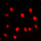 Bromodomain Containing 3 antibody, LS-C353038, Lifespan Biosciences, Immunofluorescence image 