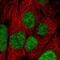 Integrator Complex Subunit 8 antibody, NBP2-33826, Novus Biologicals, Immunofluorescence image 