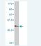 Forkhead Box J1 antibody, H00002302-M01, Novus Biologicals, Western Blot image 