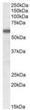 Glucose-6-Phosphate Isomerase antibody, AP10043PU-N, Origene, Western Blot image 