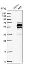 Adenylate Kinase 8 antibody, PA5-54411, Invitrogen Antibodies, Western Blot image 