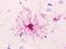 G Protein-Coupled Receptor 19 antibody, NLS98, Novus Biologicals, Immunohistochemistry paraffin image 