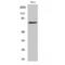 T-Box 2 antibody, LS-C386337, Lifespan Biosciences, Western Blot image 