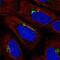 KIAA0319 Like antibody, NBP2-57263, Novus Biologicals, Immunocytochemistry image 