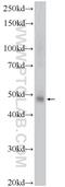 GATA Binding Protein 3 antibody, 22343-1-AP, Proteintech Group, Western Blot image 