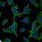 Mitogen-Activated Protein Kinase Kinase 6 antibody, LS-C812698, Lifespan Biosciences, Immunofluorescence image 