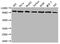 Nuclear Receptor Subfamily 3 Group C Member 1 antibody, CSB-RA958910A0HU, Cusabio, Western Blot image 