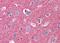 Septin 3 antibody, orb93978, Biorbyt, Immunohistochemistry paraffin image 