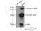 RNA Binding Motif Protein 3 antibody, 14363-1-AP, Proteintech Group, Immunoprecipitation image 