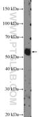 Zinc Finger Protein 488 antibody, 21014-1-AP, Proteintech Group, Western Blot image 