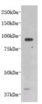 Transmembrane Protein 132B antibody, MBS856705, MyBioSource, Western Blot image 