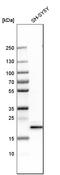 Chromobox 3 antibody, HPA004902, Atlas Antibodies, Western Blot image 