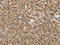 Taxilin Alpha antibody, CSB-PA843964, Cusabio, Immunohistochemistry paraffin image 