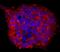 Teratocarcinoma-derived growth factor antibody, MAB1538, R&D Systems, Immunofluorescence image 