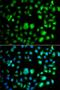 Tet Methylcytosine Dioxygenase 3 antibody, PA5-76230, Invitrogen Antibodies, Immunofluorescence image 