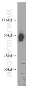 Autophagy Related 13 antibody, 18258-1-AP, Proteintech Group, Western Blot image 