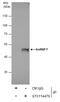 Heterogeneous Nuclear Ribonucleoprotein F antibody, GTX114476, GeneTex, Immunoprecipitation image 