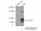 Glycine Cleavage System Protein H antibody, 16726-1-AP, Proteintech Group, Immunoprecipitation image 
