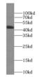 Mitogen-Activated Protein Kinase Kinase 4 antibody, FNab05115, FineTest, Western Blot image 