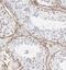 Glycogen Synthase Kinase 3 Beta antibody, FNab03675, FineTest, Immunohistochemistry frozen image 