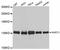 Spliceosome Associated Factor 3, U4/U6 Recycling Protein antibody, A12124, ABclonal Technology, Western Blot image 