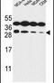 Syntaxin-10 antibody, PA5-26924, Invitrogen Antibodies, Western Blot image 