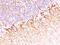 Neurofilament Heavy antibody, NBP2-48236, Novus Biologicals, Immunohistochemistry paraffin image 