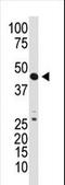 Growth Differentiation Factor 3 antibody, LS-C97993, Lifespan Biosciences, Western Blot image 