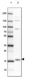 Family With Sequence Similarity 210 Member B antibody, PA5-60066, Invitrogen Antibodies, Western Blot image 