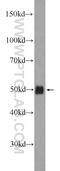 Transcription factor SOX-7 antibody, 23925-1-AP, Proteintech Group, Western Blot image 