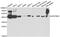 Serpinb1 antibody, MBS129970, MyBioSource, Western Blot image 