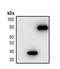 Glu-Glu tag antibody, PA5-17335, Invitrogen Antibodies, Western Blot image 