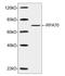 Replication Protein A1 antibody, LS-C203292, Lifespan Biosciences, Western Blot image 
