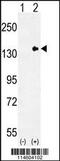 Tolloid Like 2 antibody, 63-320, ProSci, Western Blot image 