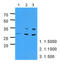 Pyridoxamine 5'-Phosphate Oxidase antibody, LS-B8964, Lifespan Biosciences, Western Blot image 