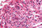G Protein-Coupled Receptor 182 antibody, MBS244428, MyBioSource, Immunohistochemistry frozen image 