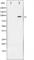 Heat Shock Protein 90 Alpha Family Class B Member 1 antibody, abx011183, Abbexa, Western Blot image 