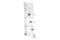 Microtubule Associated Protein 1 Light Chain 3 Alpha antibody, 15421S, Cell Signaling Technology, Western Blot image 