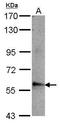 Actin Binding LIM Protein Family Member 3 antibody, GTX115642, GeneTex, Western Blot image 