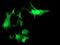 RASD Family Member 2 antibody, NBP2-03331, Novus Biologicals, Immunocytochemistry image 