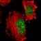 Chromobox 3 antibody, HPA004902, Atlas Antibodies, Immunofluorescence image 