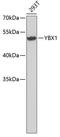 Y-Box Binding Protein 1 antibody, 22-493, ProSci, Western Blot image 