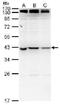 NME/NM23 Family Member 7 antibody, NBP2-42888, Novus Biologicals, Western Blot image 