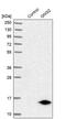 G Protein Subunit Gamma 2 antibody, PA5-51954, Invitrogen Antibodies, Western Blot image 