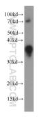 Interleukin 16 antibody, 66145-1-Ig, Proteintech Group, Western Blot image 
